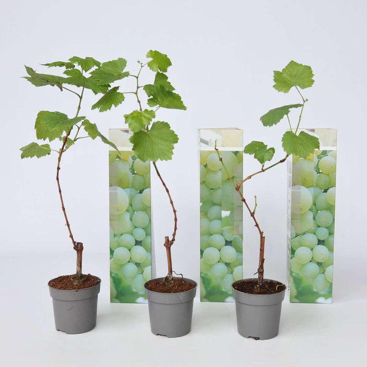 Druivenplanten - Set van 3 - Vitis Vinifera - Wit