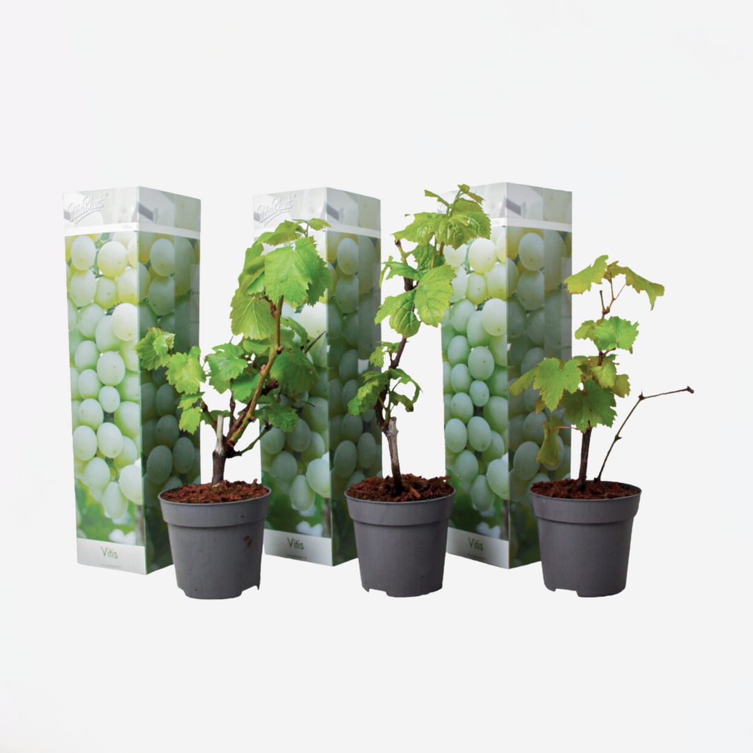 Grape Plants Set of Vitis Vinifera White – FloraStore