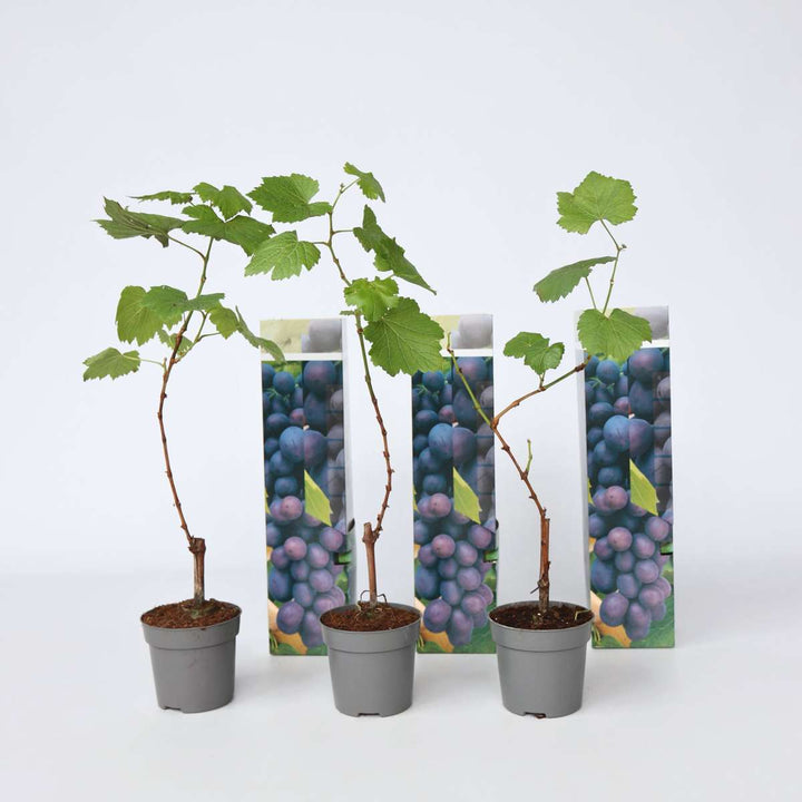 Druivenplanten - Set van 3 - Vitis Vinifera - Blauw