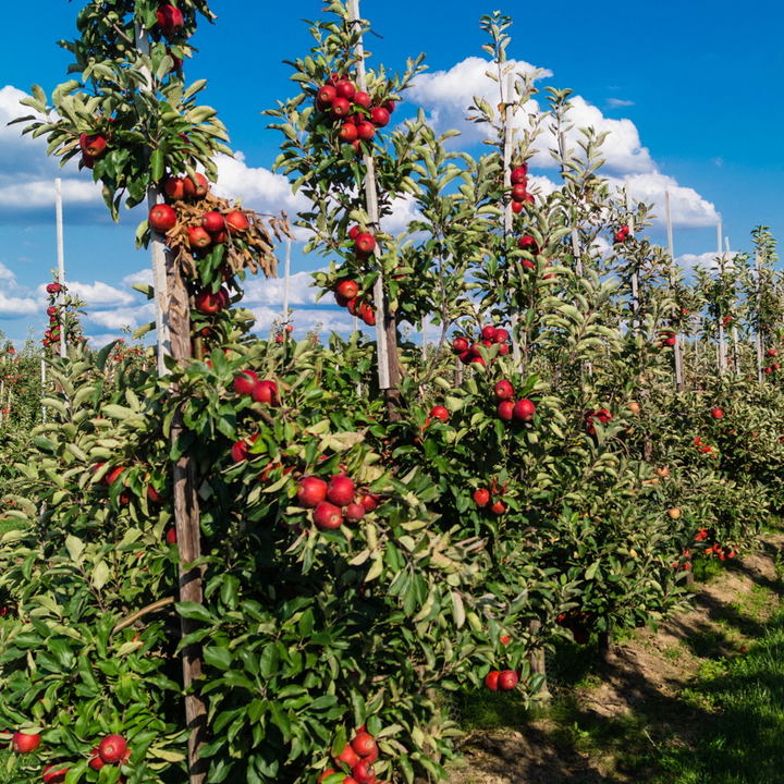 Mix fruitzuilen - Inclusief plantenvoeding