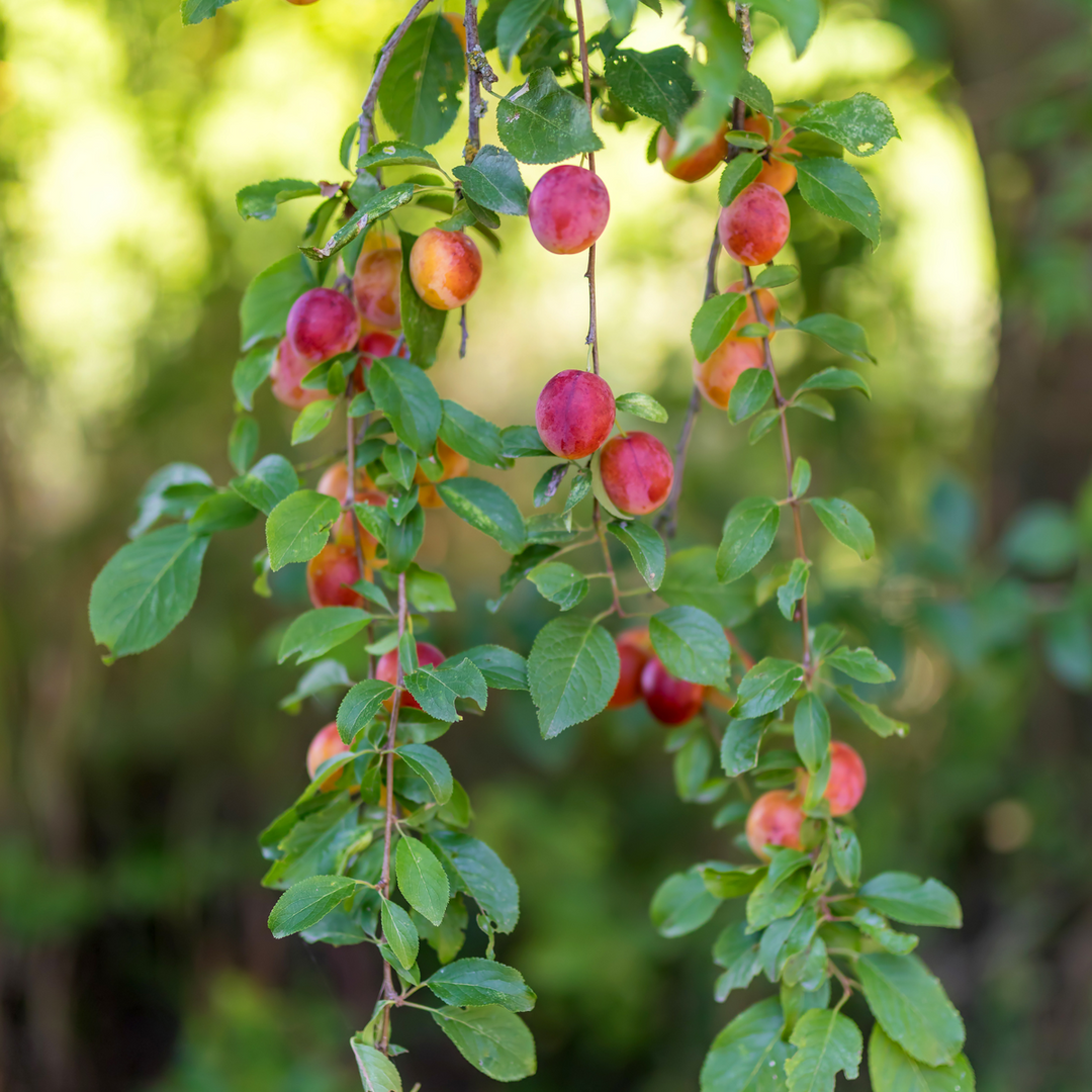 Mix fruitzuilen - Inclusief plantenvoeding