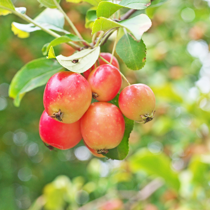 Mix fruitzuilen - Inclusief plantenvoeding