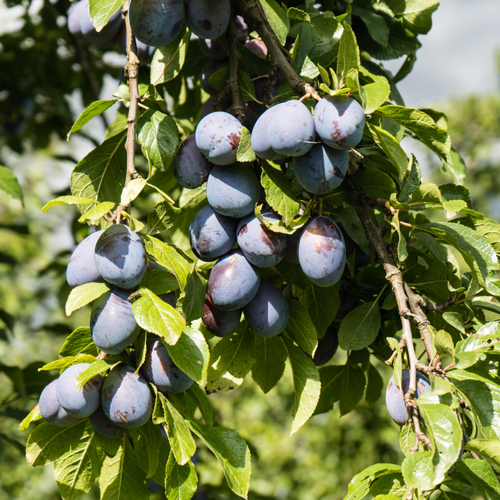 Mix fruitzuilen - Inclusief plantenvoeding