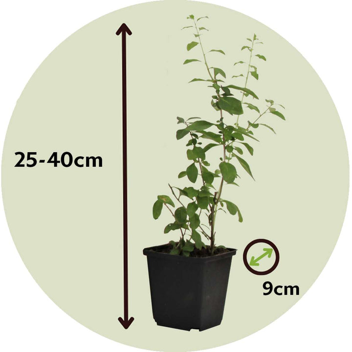 Lycium Barbarum - Set van 3 - Boksdoorn - Goji-bes