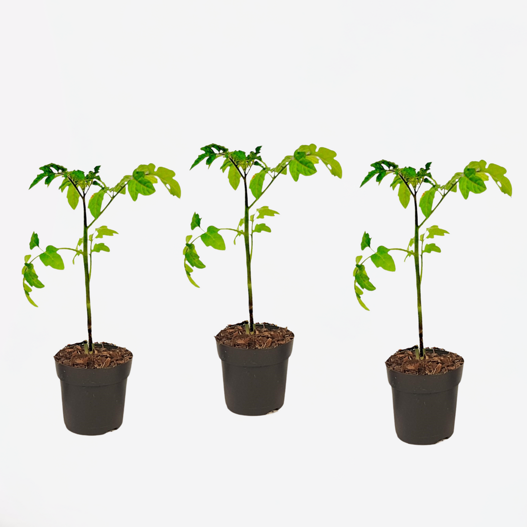 Lycopersicon esculentum - Sada 3 kusů - Rostlina rajčete