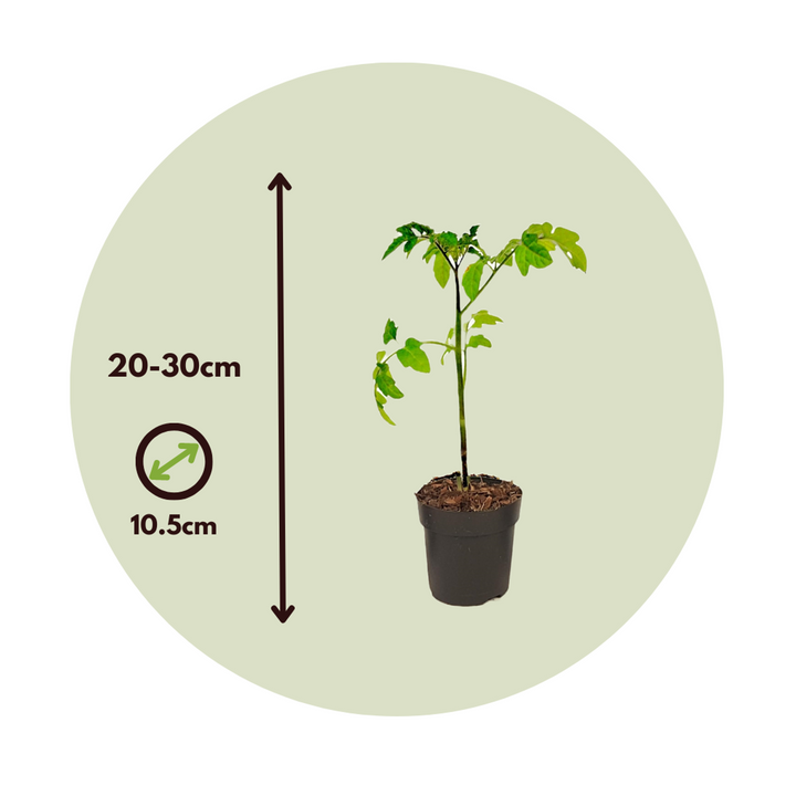 Lycopersicon esculentum - Sada 3 kusů - Rostlina rajčete