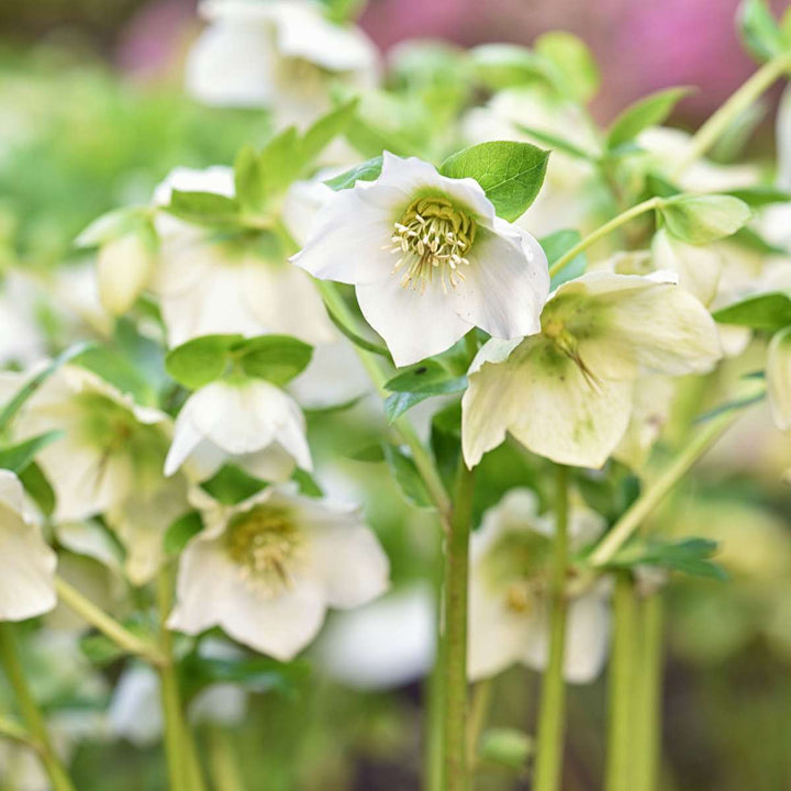 Helleborus Mont Blanc - Set van 3 - Tuinplanten