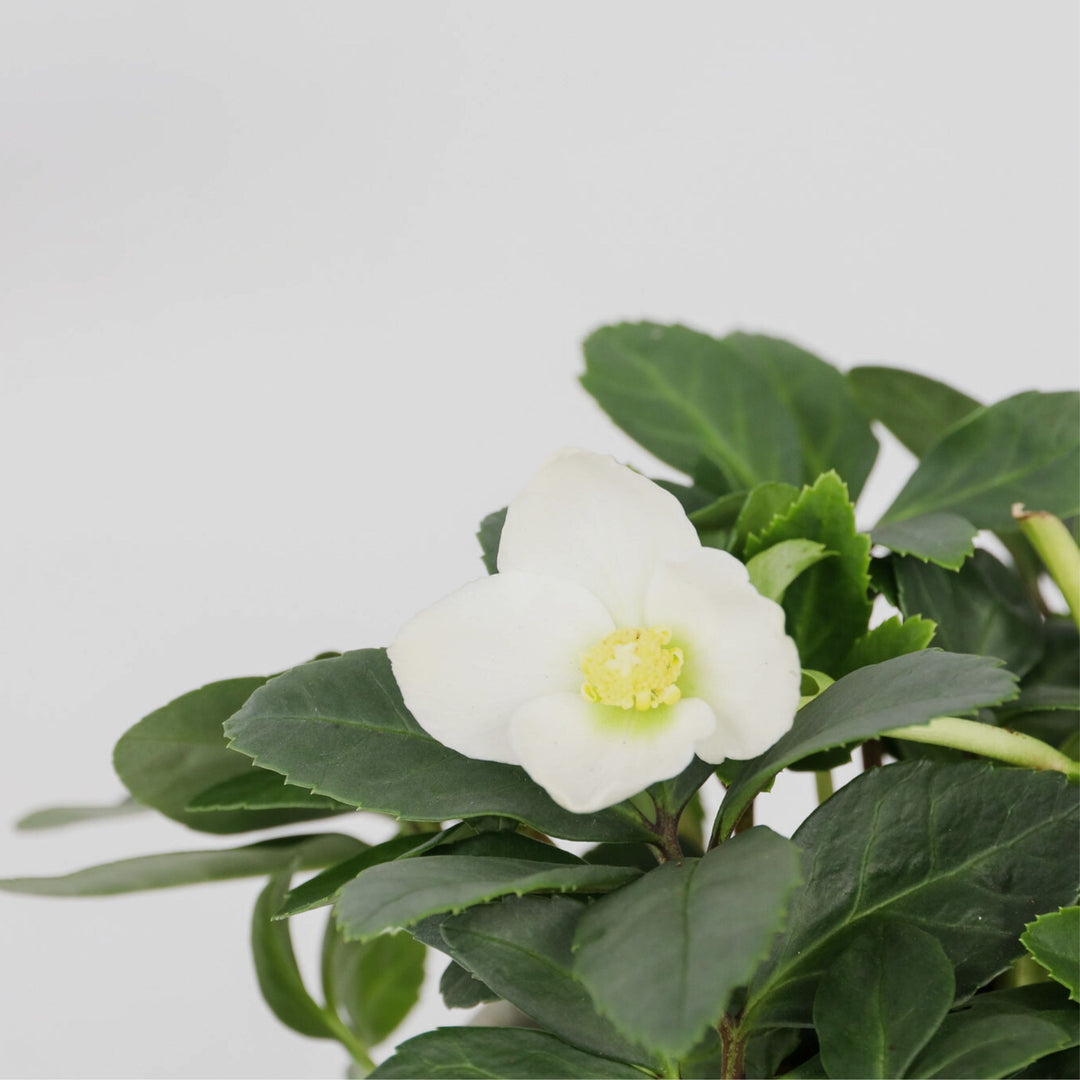 Helleborus Mont Blanc - Set van 3 - Tuinplanten