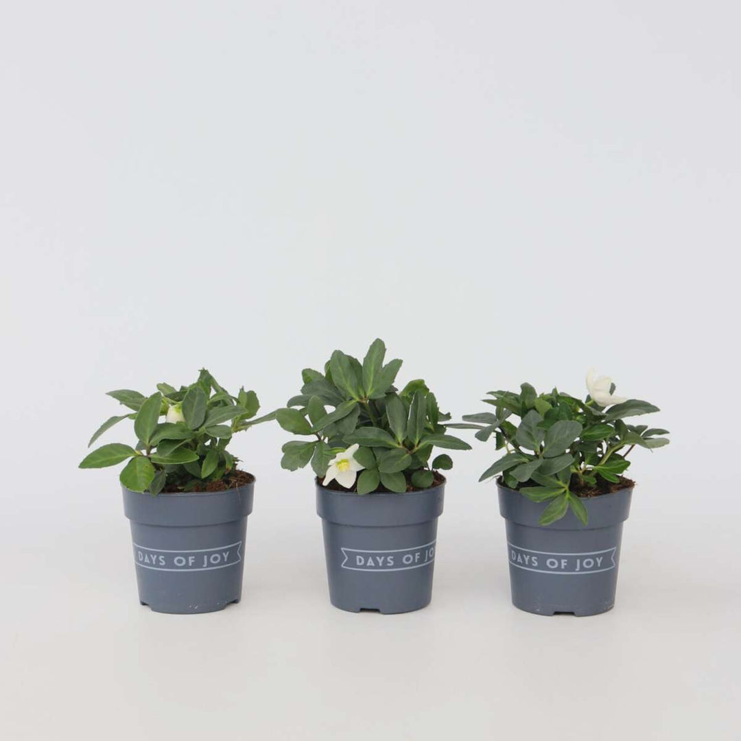 Helleborus Mont Blanc - Set van 3 - Tuinplanten