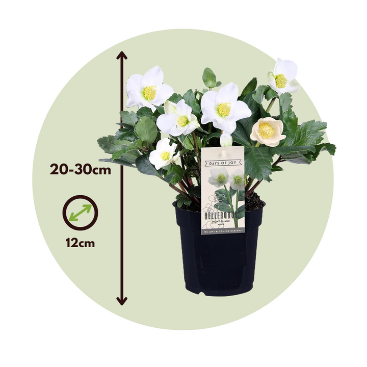 Helleborus Mont Blanc - Set van 3 - Tuinplanten