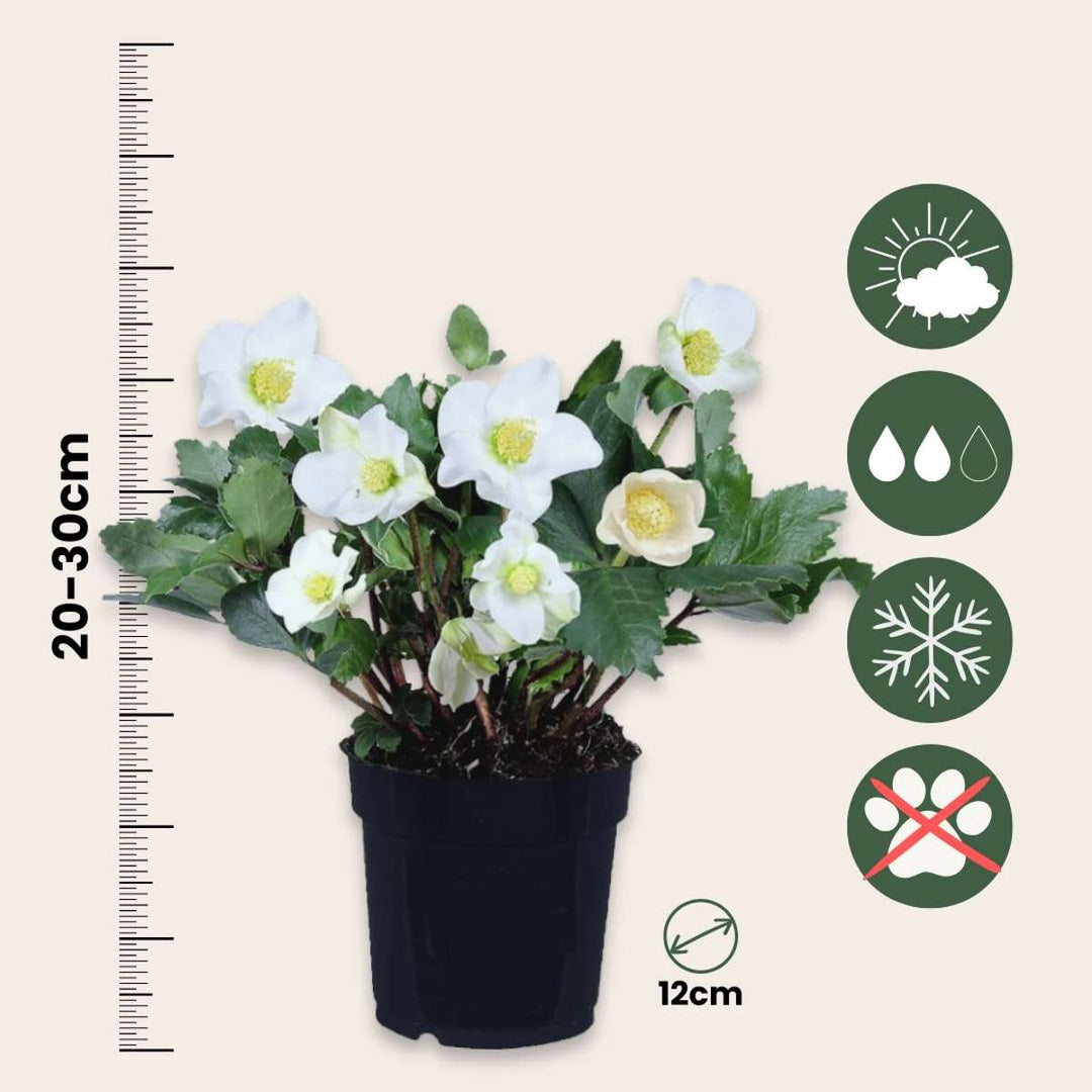 Helleborus 'Mont Blanc' - Set van 3