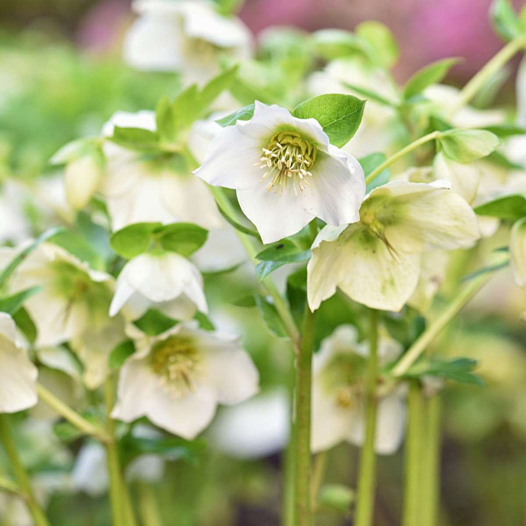 Helleborus Mont Blanc - Set van 6 - Tuinplanten