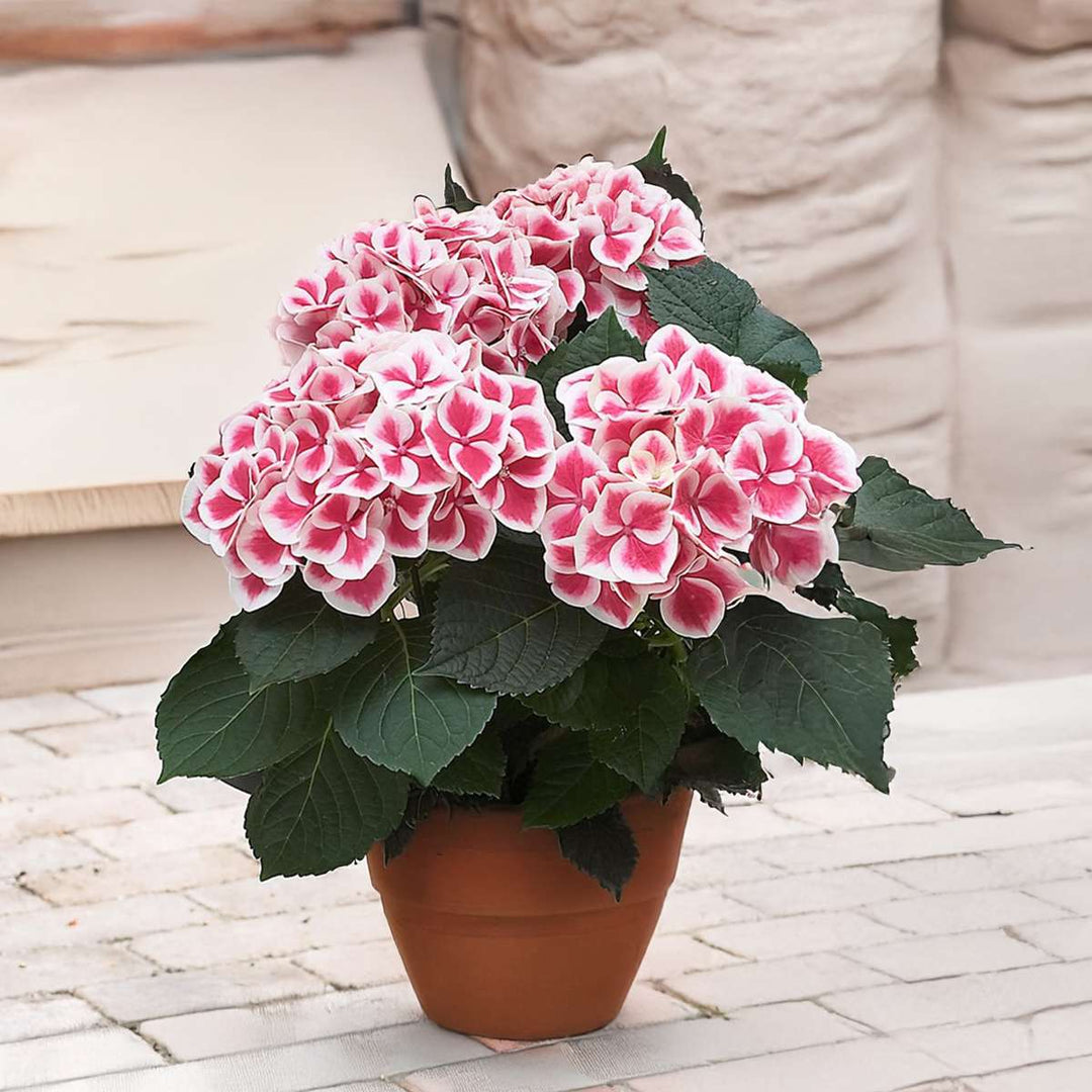 Hydrangea bicolor 'Camilla' roze - Hortensia - Set van 3