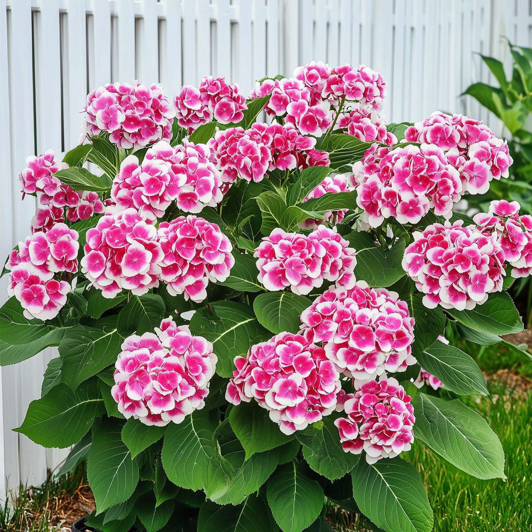 Hydrangea bicolor 'Camilla' roze - Hortensia - Set van 3