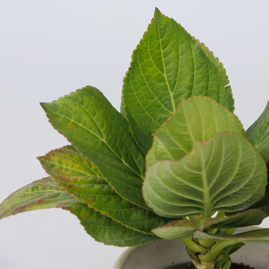 Hydrangea bicolor 'Camilla' roze - Hortensia - Set van 3