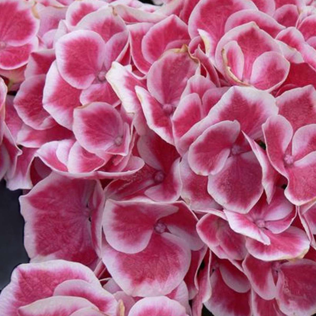 Hydrangea bicolor 'Camilla' roze - Hortensia - Set van 3