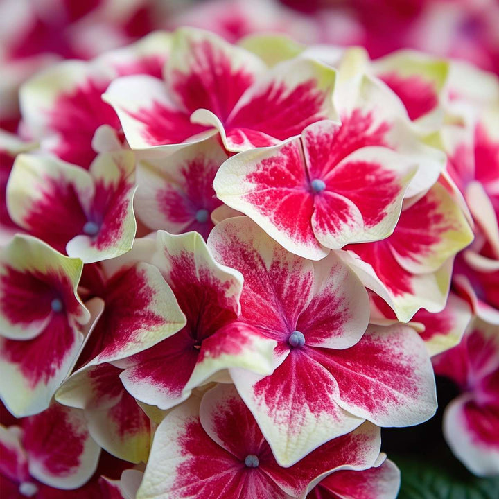 Hydrangea bicolor 'Camilla' roze - Hortensia - Set van 3