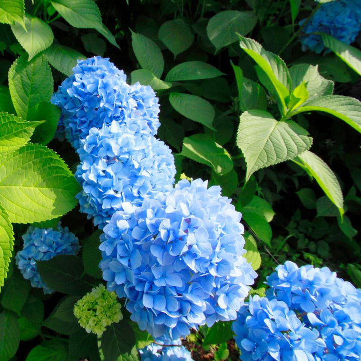 Hydrangea macrophylla - Blauw - Set van 3 - Hortensia