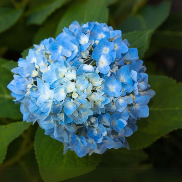 Hydrangea macrophylla - Blauw - Set van 6 - Hortensia