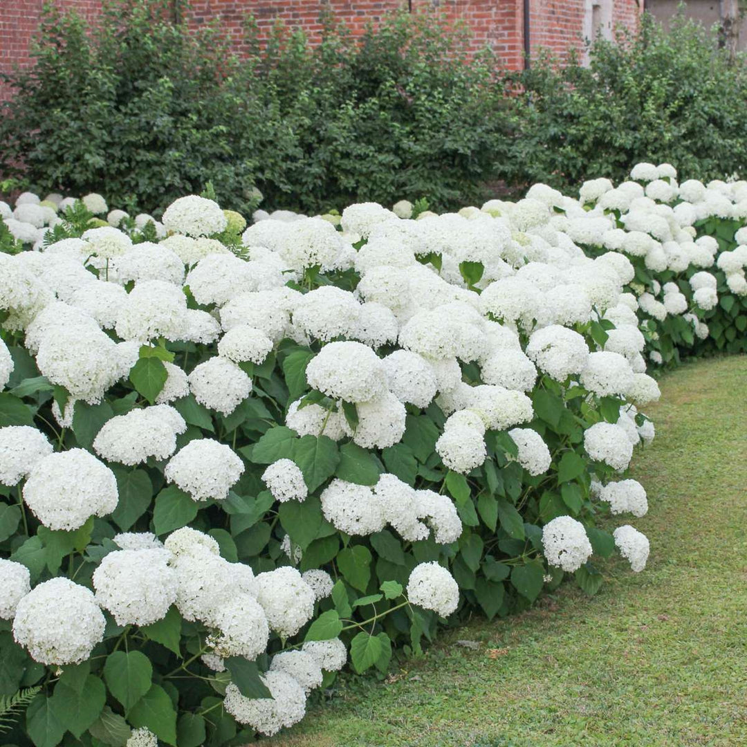 Hydrangea macrophylla - Wit - Set van 3 - Hortensia