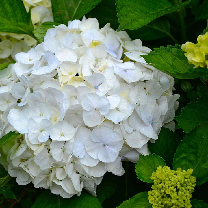 Hortensia 'Teller' - Set van 6 - Wit - Hydrangea