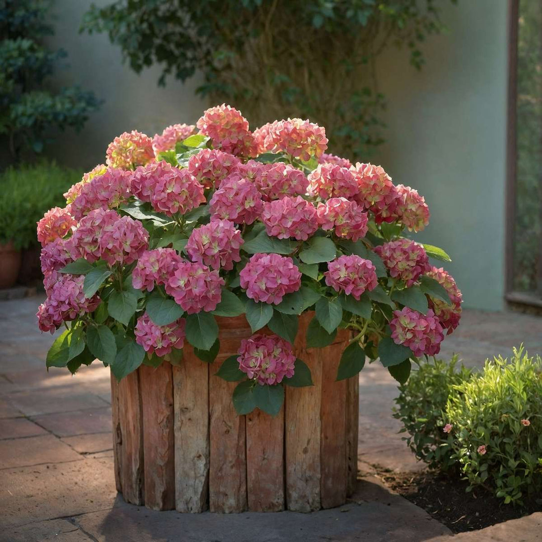 Hydrangea macrophylla - Mix van 6 - Hortensia