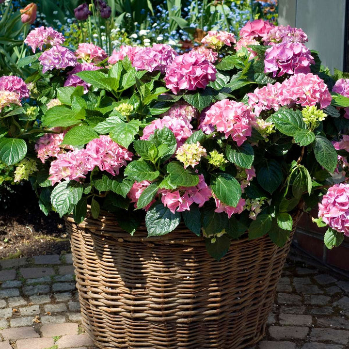 Hydrangea macrophylla - Roze - Set van 3 - Hortensia