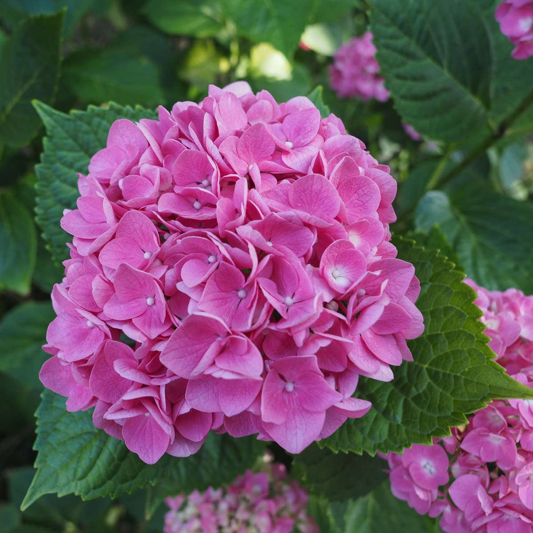 Hydrangea macrophylla - Roze - Set van 6 - Hortensia