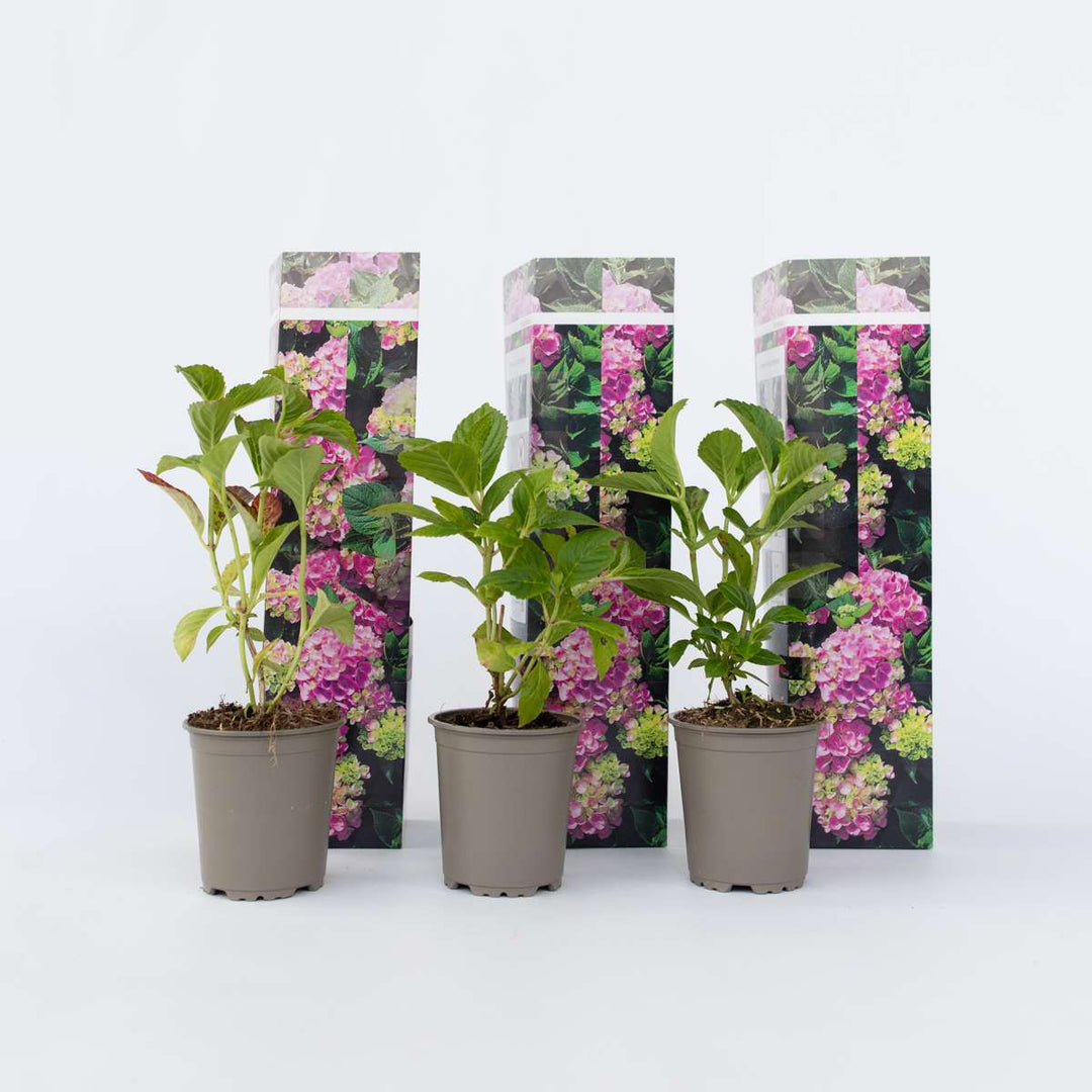 Hydrangea macrophylla - Roze - Set van 3 - Hortensia