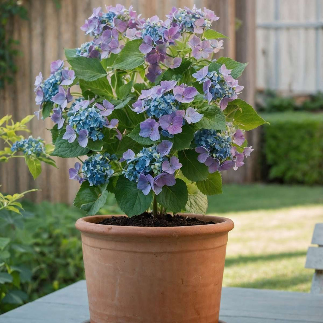 Hortensia 'Teller' - Set van 3 - Blauw - Hydrangea