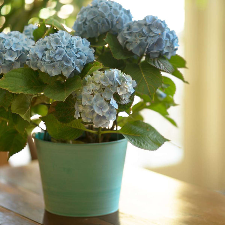 Hortensia 'Teller' - Set van 6 - Blauw - Hydrangea