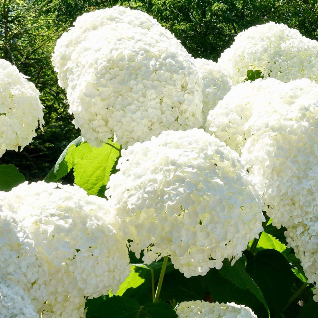 Hortensia macrophylla Teller - Mix van 3 - Hydrangea