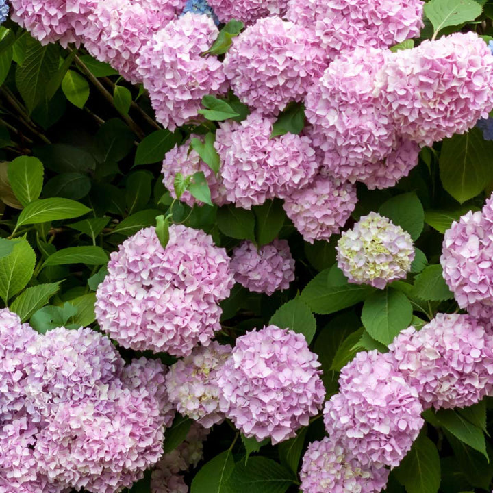 Hortensia macrophylla Teller - Mix van 6 - Hydrangea