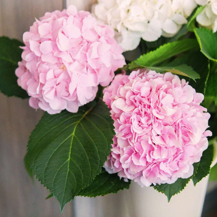 Hortensia 'Teller' - Set van 3 - Roze - Hydrangea