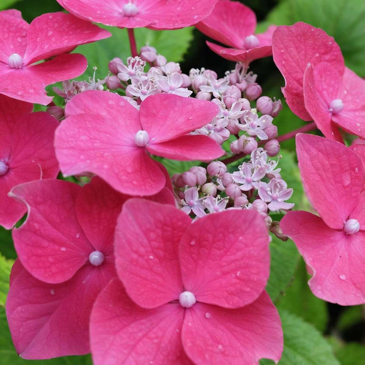 Hortensia 'Teller' - Set van 3 - Roze - Hydrangea