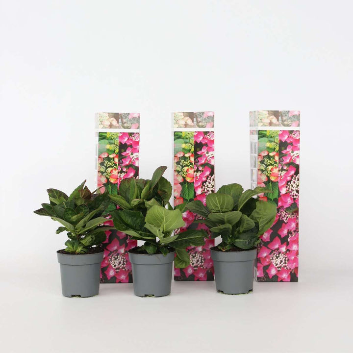 Hortensia 'Teller' - Set van 3 - Roze - Hydrangea