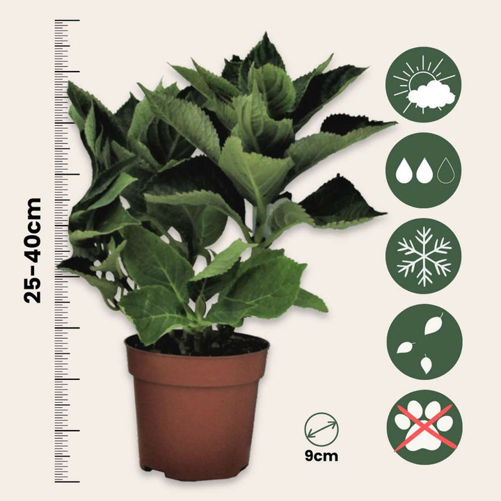 Hortenzija 'Teller' - set od 6 - ružičasta - hortenzija