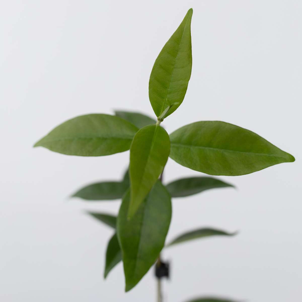 Tuscan Jasmine - Set of 3 - White – FloraStore