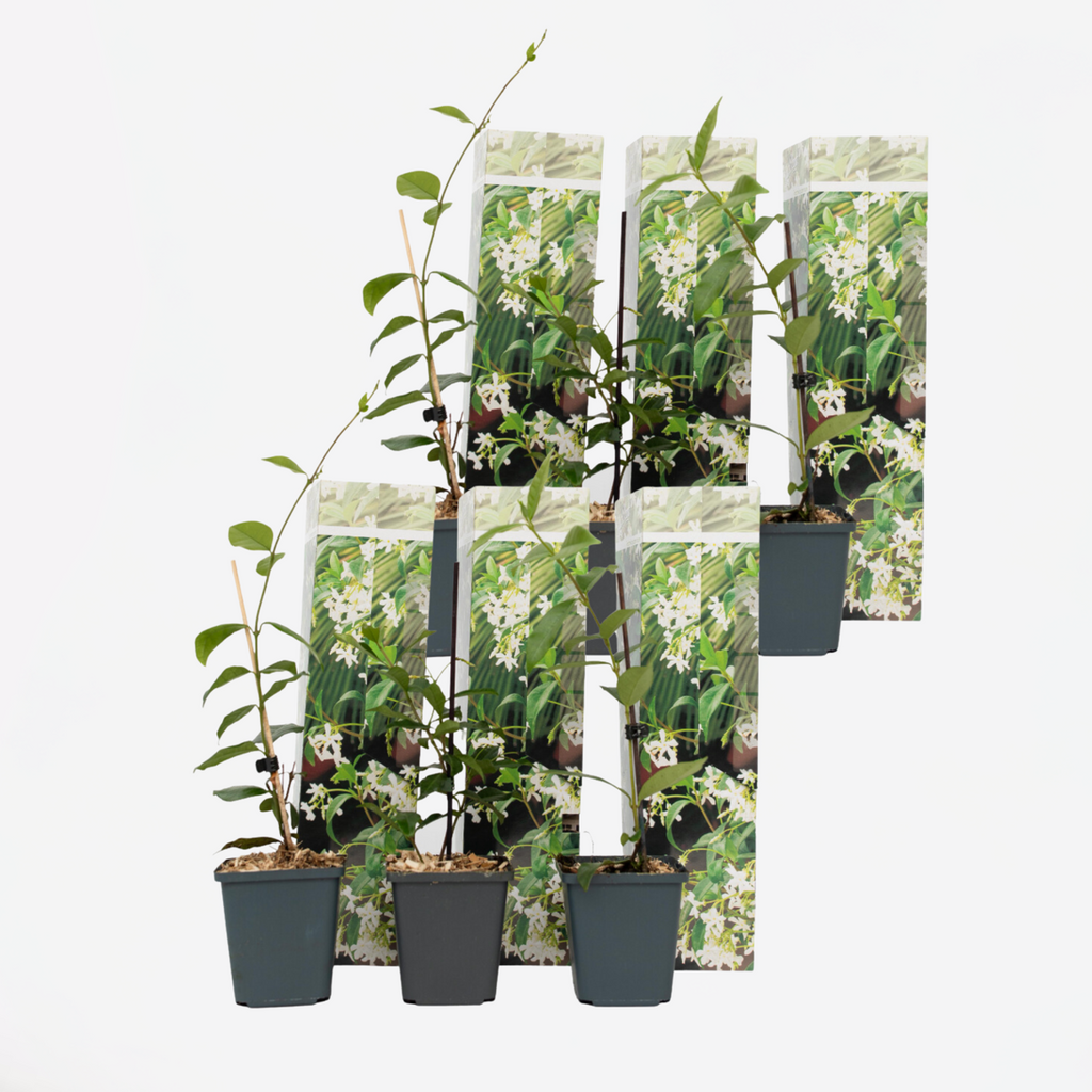 Tuscan Jasmine - Set of 6 - White – FloraStore