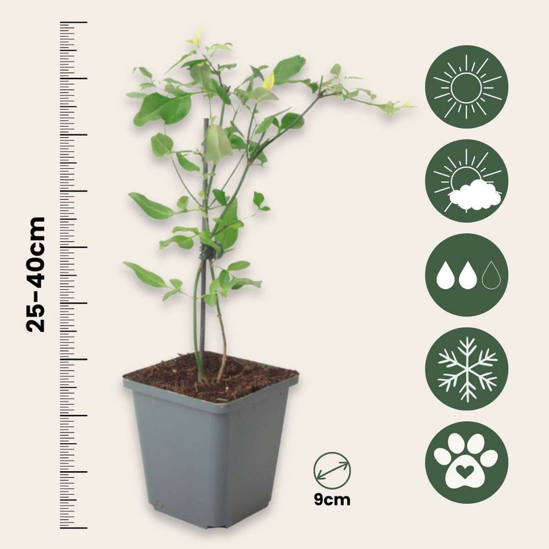 Jasmin 'Ljetni miris' - Set od 3 - Ružičasti