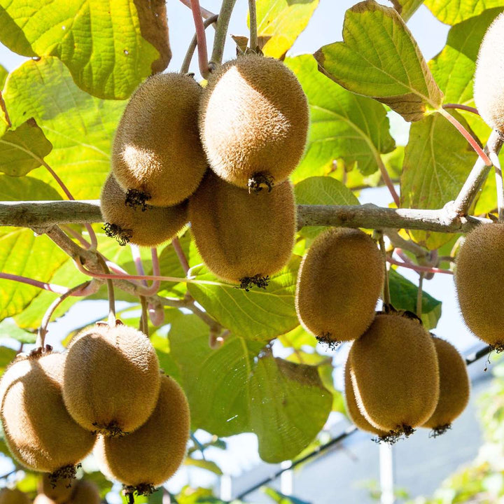 Kiwi Actinidia 'Jenny' - Set van 3 - Kiwiplanten