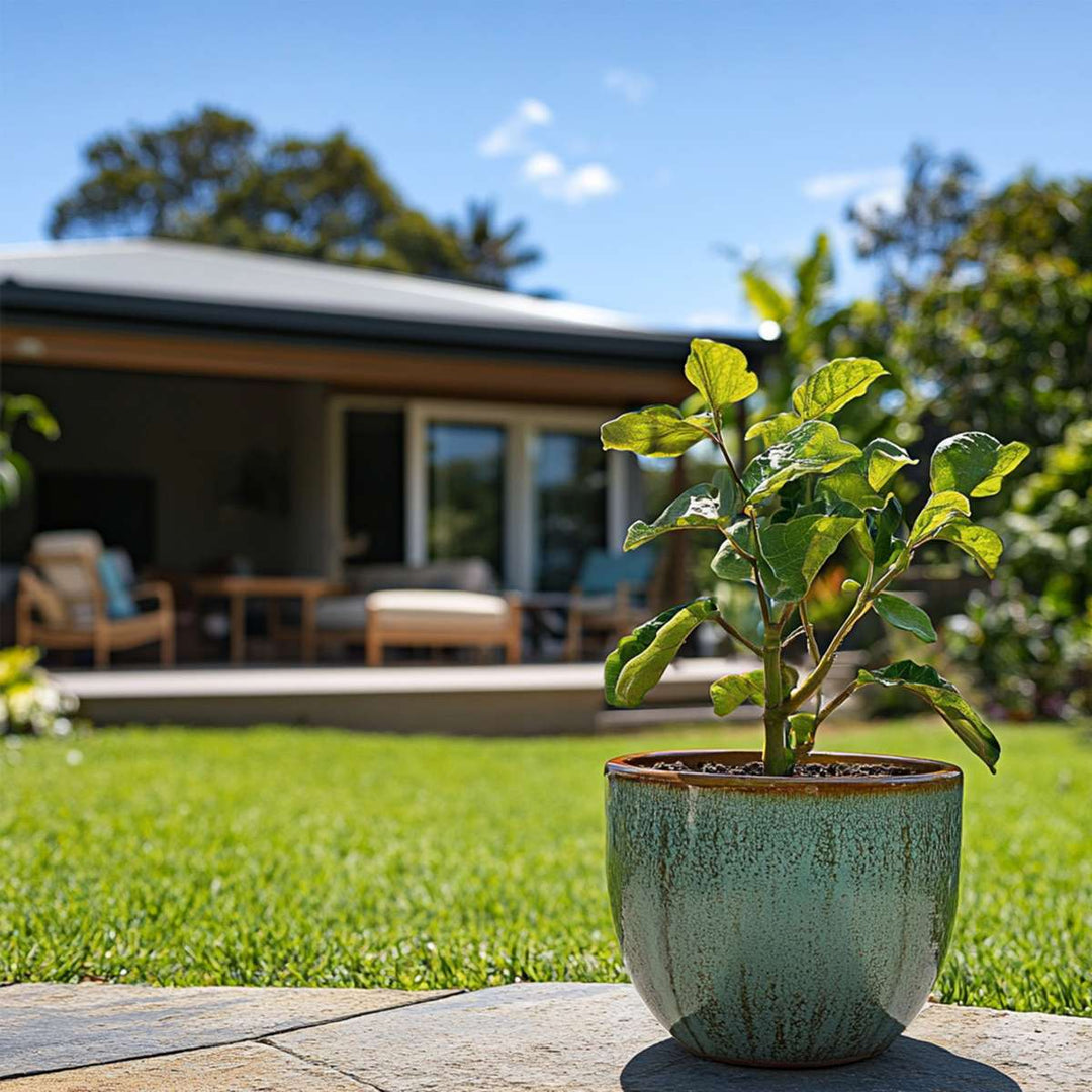 Vendita Piccoli Frutti Online, La Scelta Migliore Per Acquistare Piante Di Kiwi KIWI KOLOMIKTA 'Sentyabraskaya - Foto 5