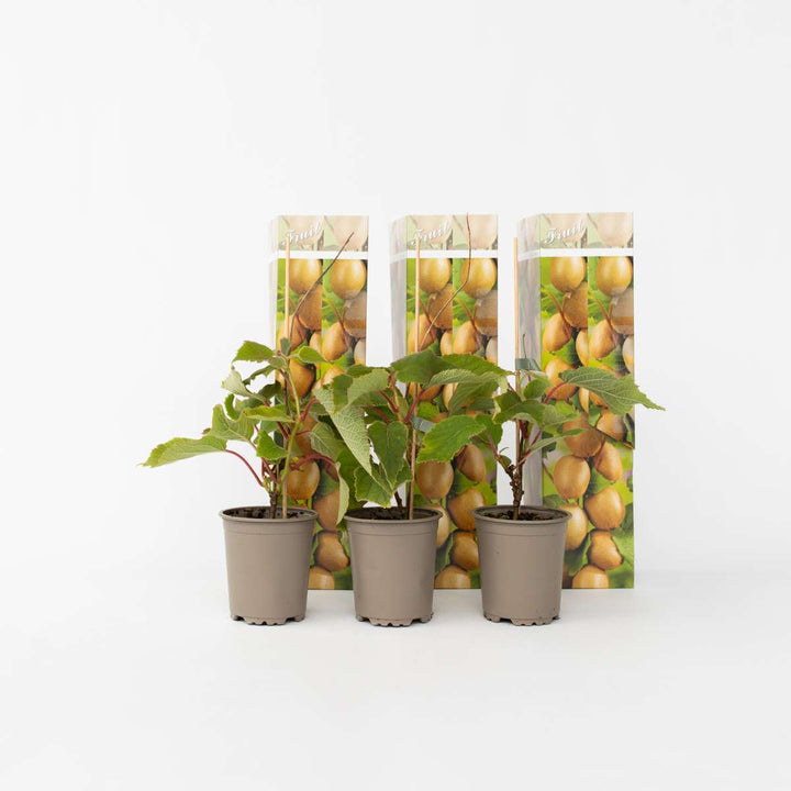 Kiwi Actinidia 'Jenny' - Set van 3 - Kiwiplanten