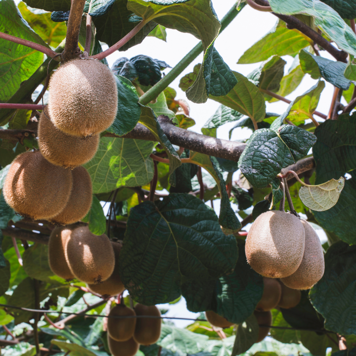 Kiwi Actinidia 'Jenny' - Set van 6 - Kiwiplanten