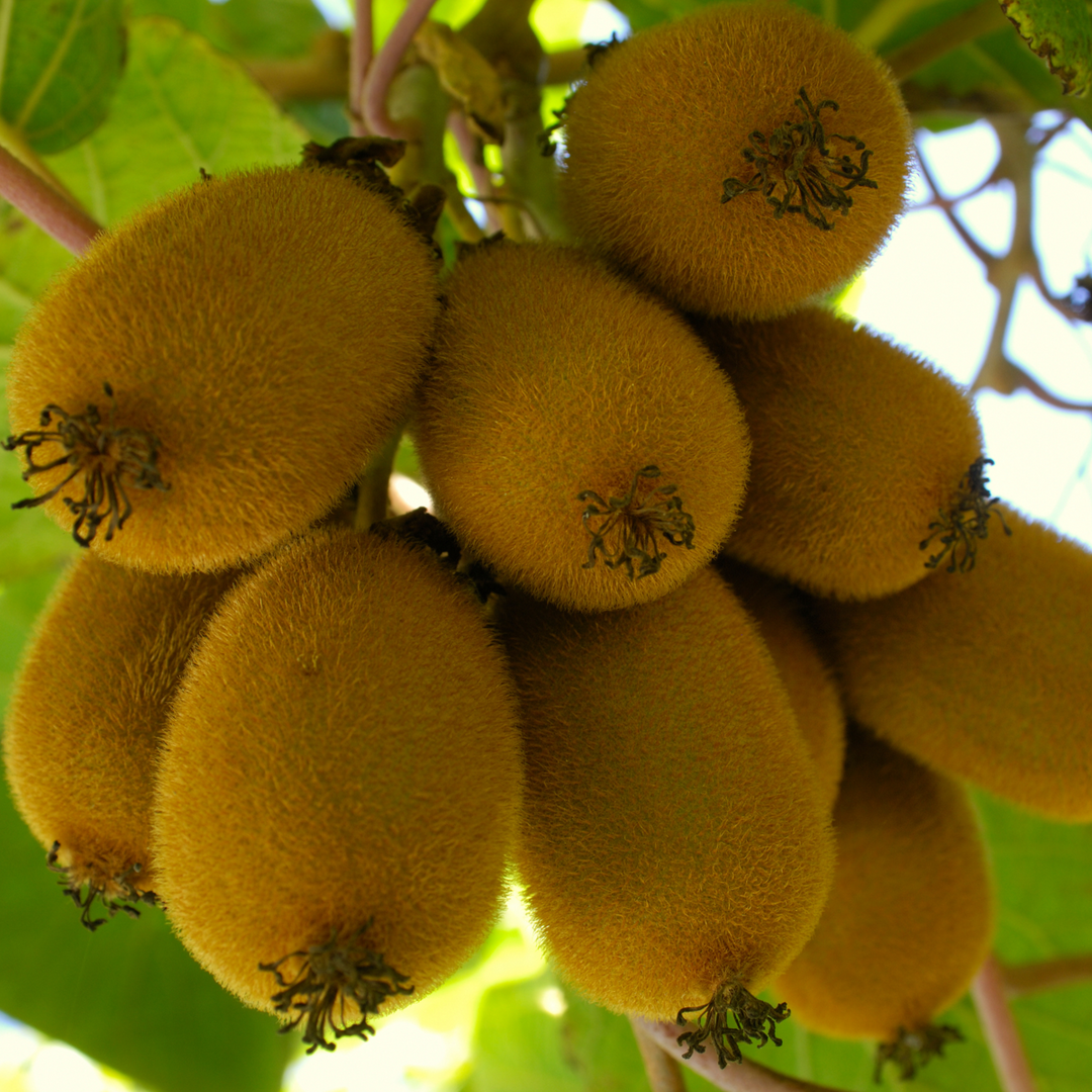 Kiwi Actinidia 'Jenny' - Set van 6 - Kiwiplanten