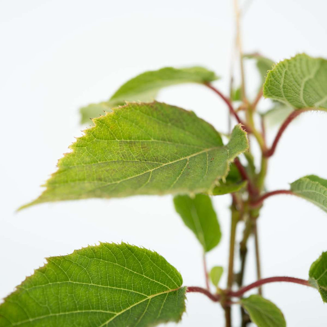 Kiwi Actinidia 'Jenny' - Set van 6 - Kiwiplanten