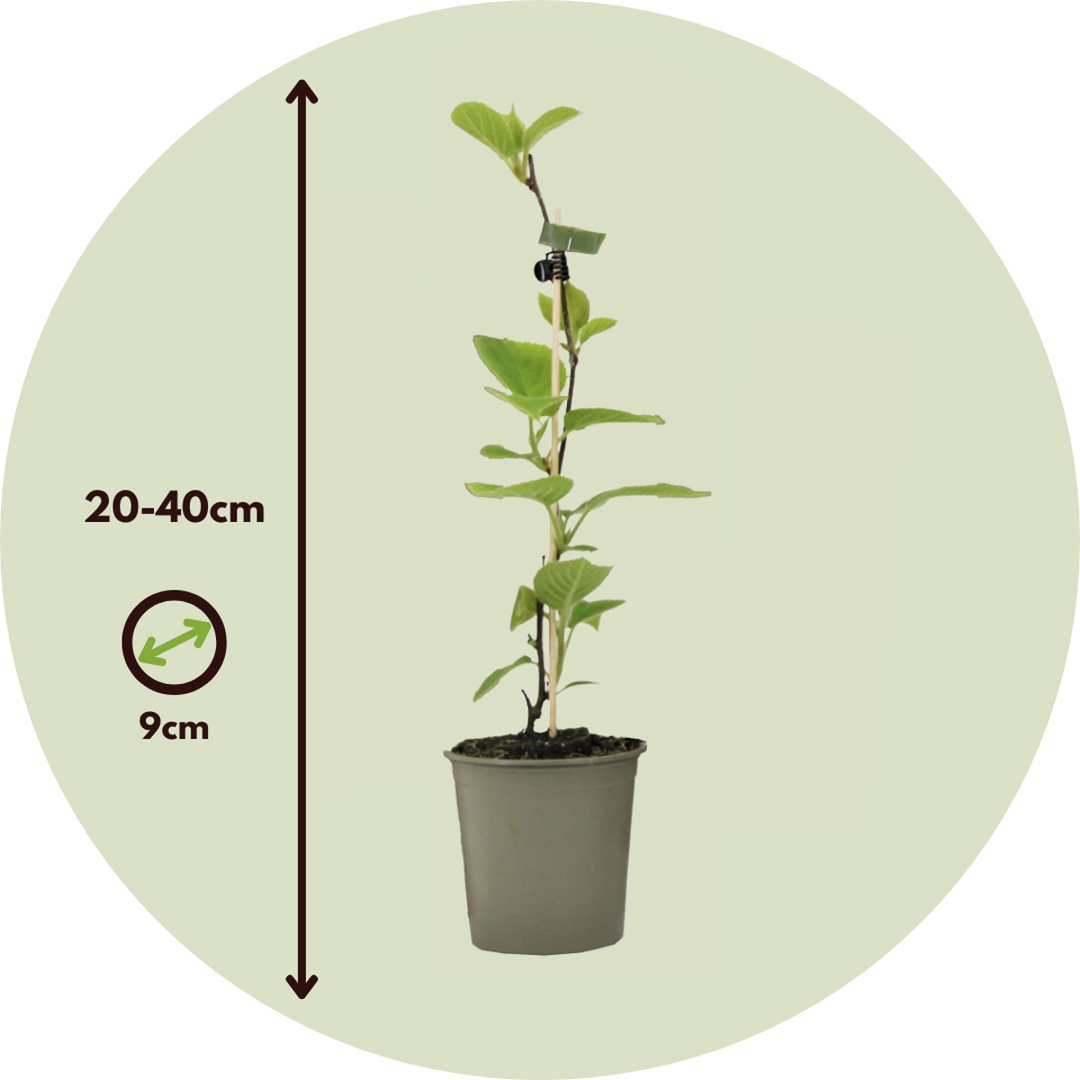 Pianta Di Kiwi Jenny Autofertile - Vaso ø11 Cm, Vivaio Di Castelletto | Per Frutti Dolci E Zuccherini - Foto 13