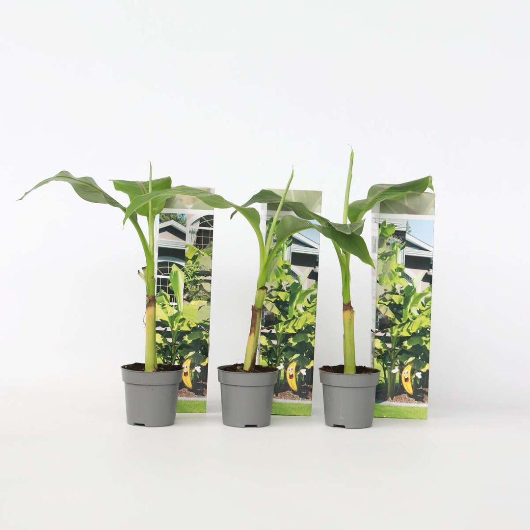 Musa Basjoo - Set van 6 - Bananenplant