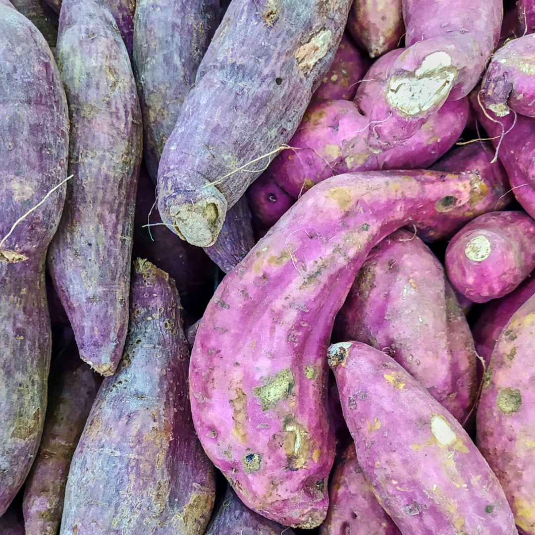 Ipomoea batatas - Sada 3 kusů - Sladký brambor Ipomoea - FloraStore