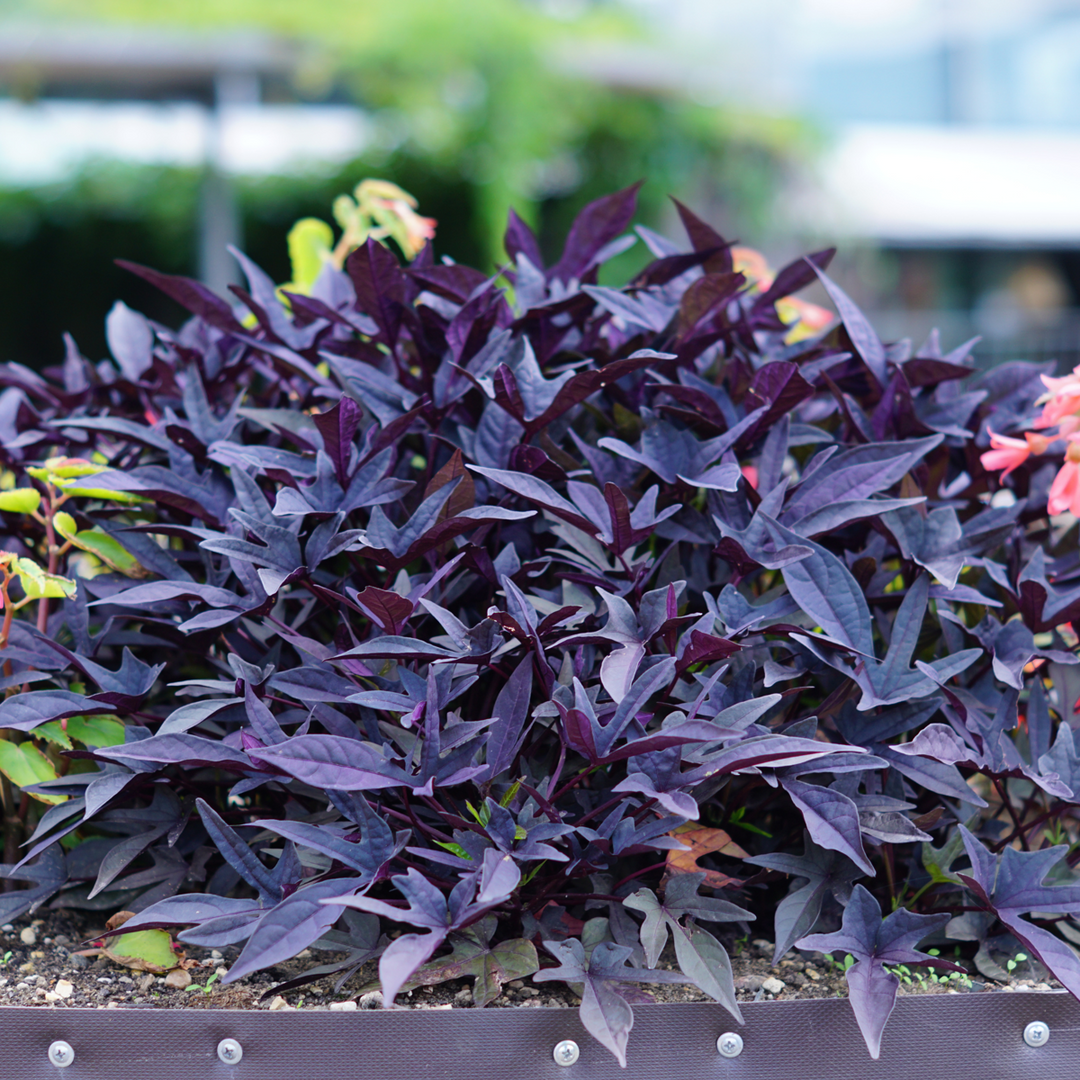 Ipomoea batatas - Sada 3 kusů - Sladký brambor Ipomoea - FloraStore